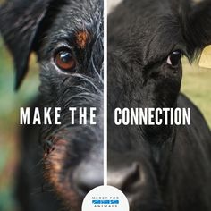 two different pictures of a dog with the words makethe connection on it's face