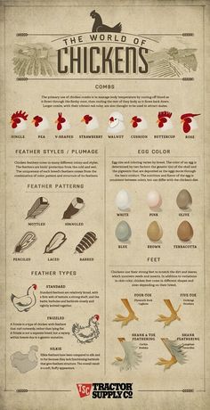 the world of chickens info sheet is shown with different types of birds and their eggs