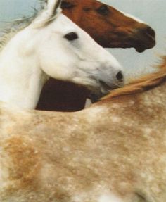 two brown and white horses standing next to each other