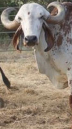 an animal that is standing in the dirt with horns on it's back legs