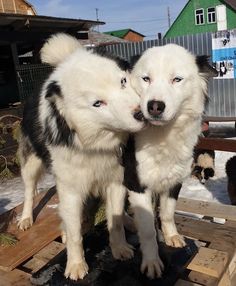 two white and black dogs standing on wooden pallets