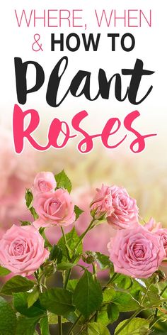 pink roses in a vase with the words where when and how to plant roses on it