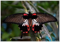 a black and red butterfly sitting on top of a leaf