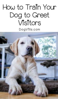 a white dog laying on top of a wooden floor with the words how to train your dog to greet visitors