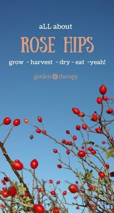 the cover of all about rose hips grow harvest - dry eat - yeah