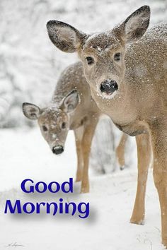 two baby deer standing next to each other on a snow covered ground with the words good morning