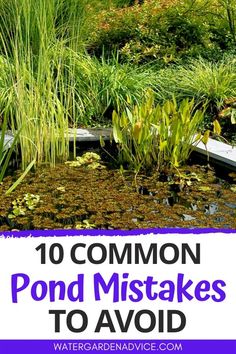 pond with plants and water lilies in the background text overlay reads 10 common pond mistakes to avoid