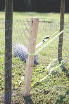 an animal laying in the grass behind a fence