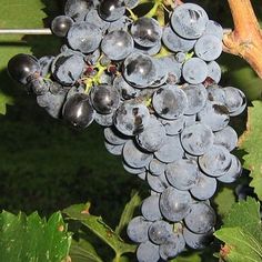 the grapes are ready to be picked from the tree