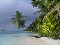 palm trees line the beach on an overcast day with blue water and white sand