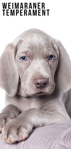 a gray puppy with blue eyes laying on top of a blanket and looking at the camera