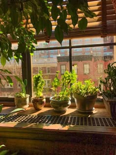 several potted plants sit on a window sill