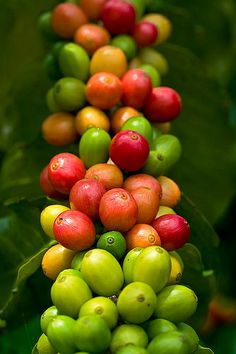 the coffee beans are growing on the tree