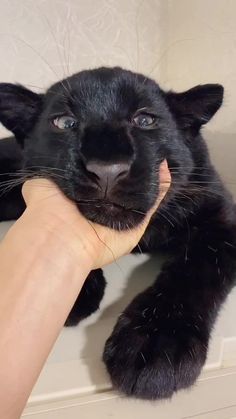 a black cat is being petted by someone