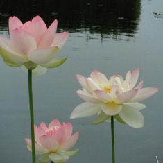 three pink and white flowers in front of water