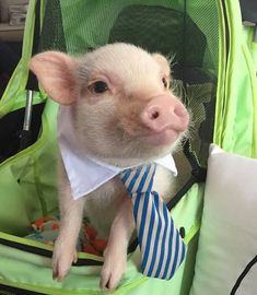 a small pig wearing a tie and sitting in a green backpack with its head sticking out