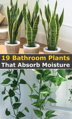 three different types of houseplants with text overlay that reads, 19 bathroom plants that absorb moisture