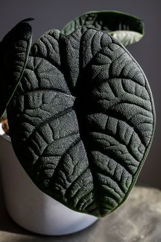 a large green leaf sitting on top of a white vase