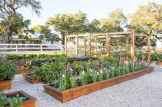 a garden filled with lots of different types of flowers and plants in wooden planters