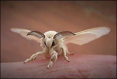 a close up of a small insect on a person's arm with its wings spread