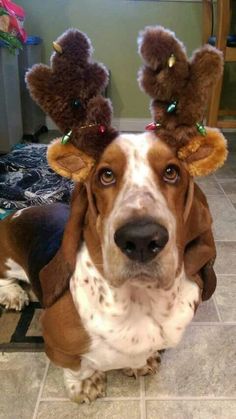 a basset hound wearing reindeer antlers on its head