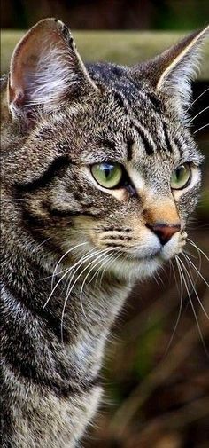 a close up of a cat with green eyes looking off into the distance and to the side