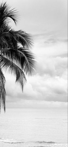 a black and white photo of a palm tree on the beach with an ocean in the background