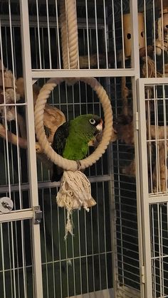 a green parrot sitting on top of a cage next to other stuffed animals in it