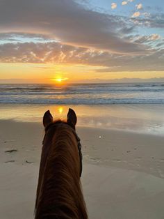 the back end of a horse's head as it stands on a beach at sunset