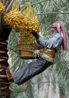 a man holding a basket filled with bananas on top of a palm leaf covered tree