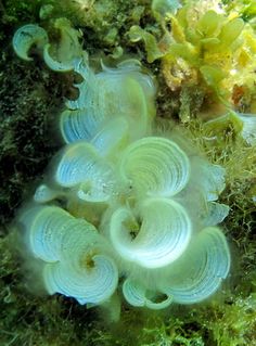 some very pretty looking plants on the ocean floor