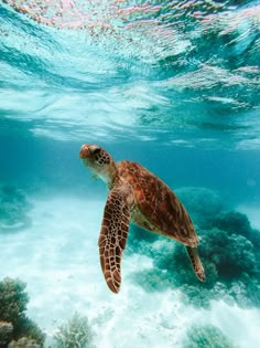 a turtle swimming in the ocean with its head above water