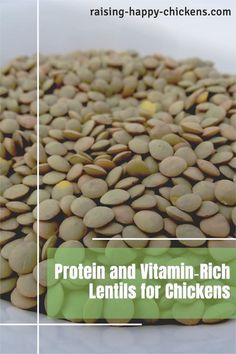 protein and vitamin rich lentils for chickens