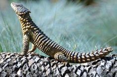 a lizard sitting on top of a tree branch