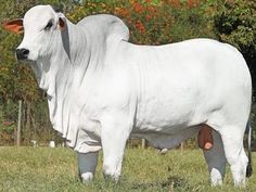 a large white cow standing on top of a lush green field