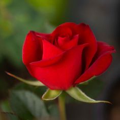 a single red rose with green leaves in the background