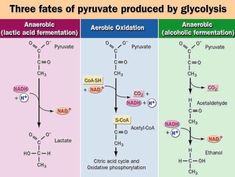 three types of pyrurate produced by glycohysis and anaerotic acids