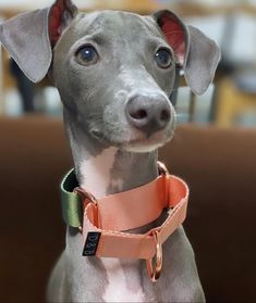 a gray and white dog wearing an orange collar looking at the camera while sitting on a couch