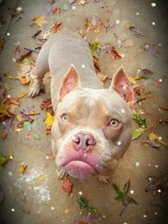 a dog is laying on the ground with leaves all over it's face and nose