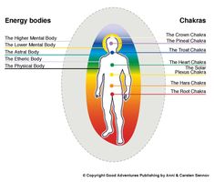 chakras and body organs - Google Search Hara Chakra, The Hara, Body Chakras, Body Organs, Solar Plexus Chakra, Root Chakra, Crown Chakra