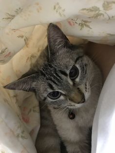 a cat peeking out from under the covers