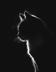 a black and white photo of a cat in the dark