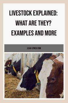 two cows with the words livestock explain what are they examples and how to use them