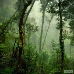 the forest is filled with lots of green plants and trees, while fog hangs in the air