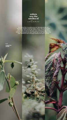 three different images of leaves and flowers with the words color in the bottom right corner