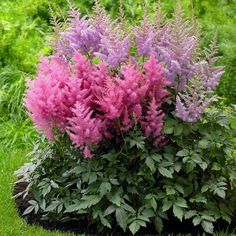 pink and purple flowers growing in the grass