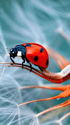 a lady bug sitting on top of a dandelion