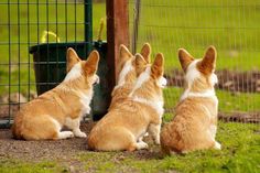 three corgi dogs sitting in front of a fence with thought bubbles above them