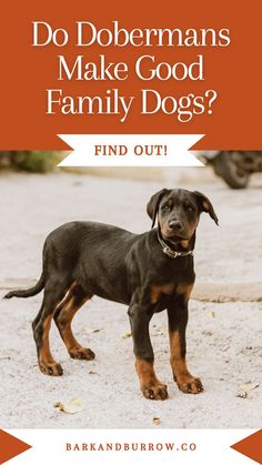 a black and brown dog standing on top of a sandy ground with the words do dobermans make good family dogs?