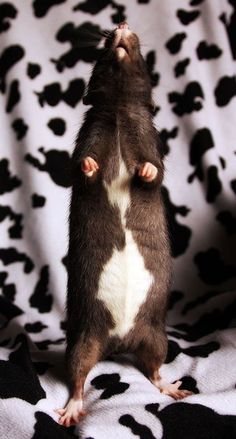 a hamster standing on its hind legs in front of a black and white blanket